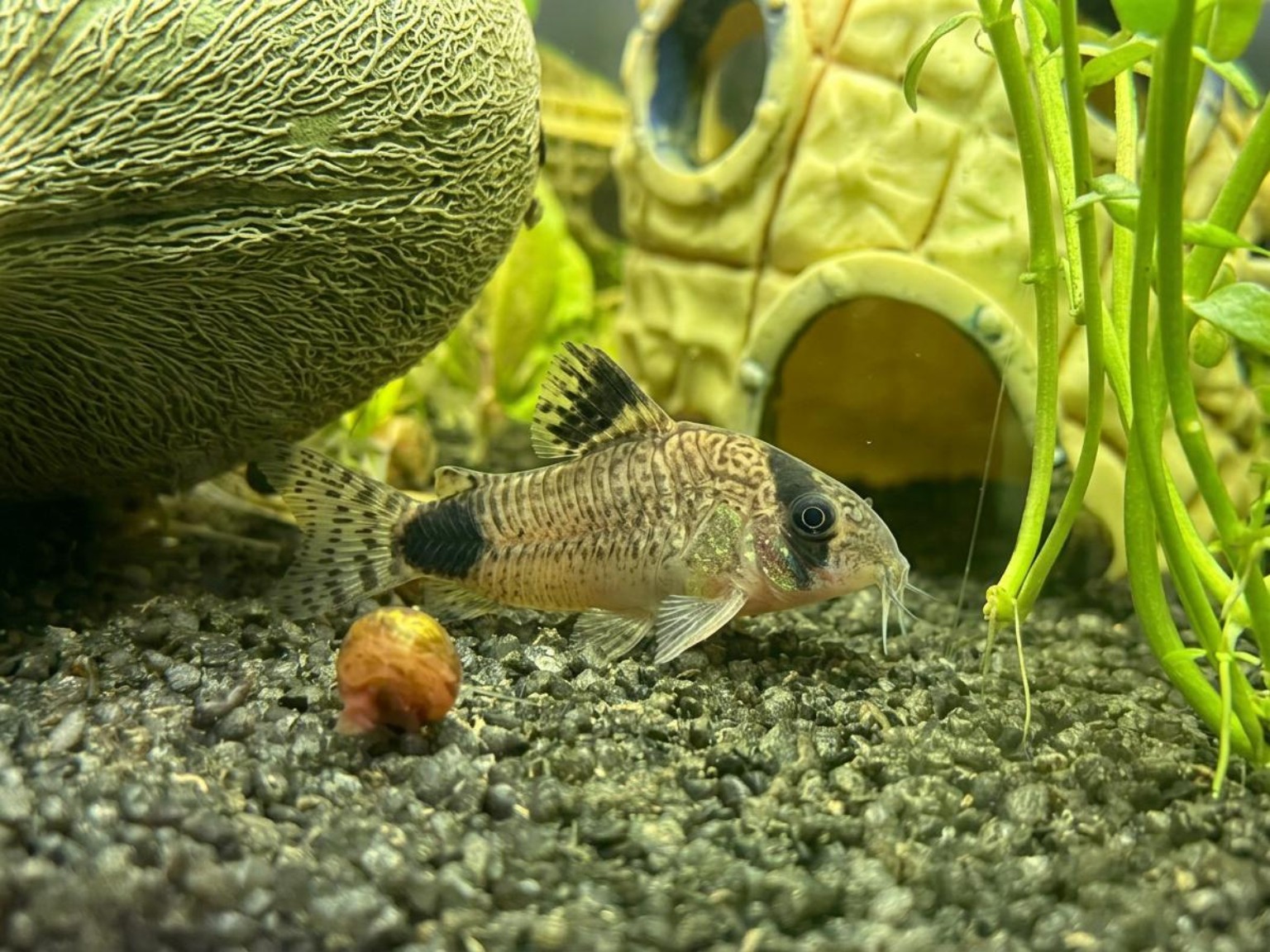 Cow resting on the gravel in the family aquarium