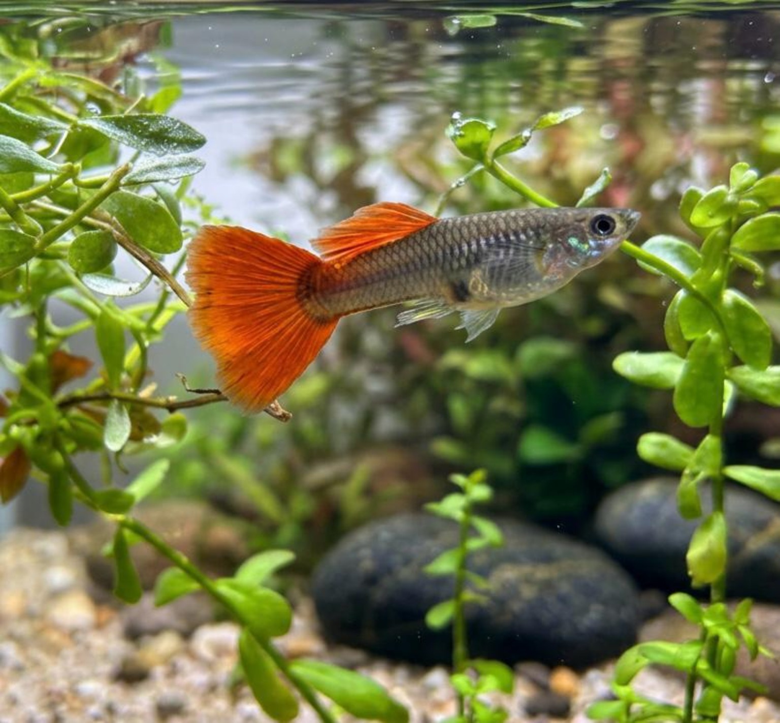Guppy 1 swimming among green aquarium plants