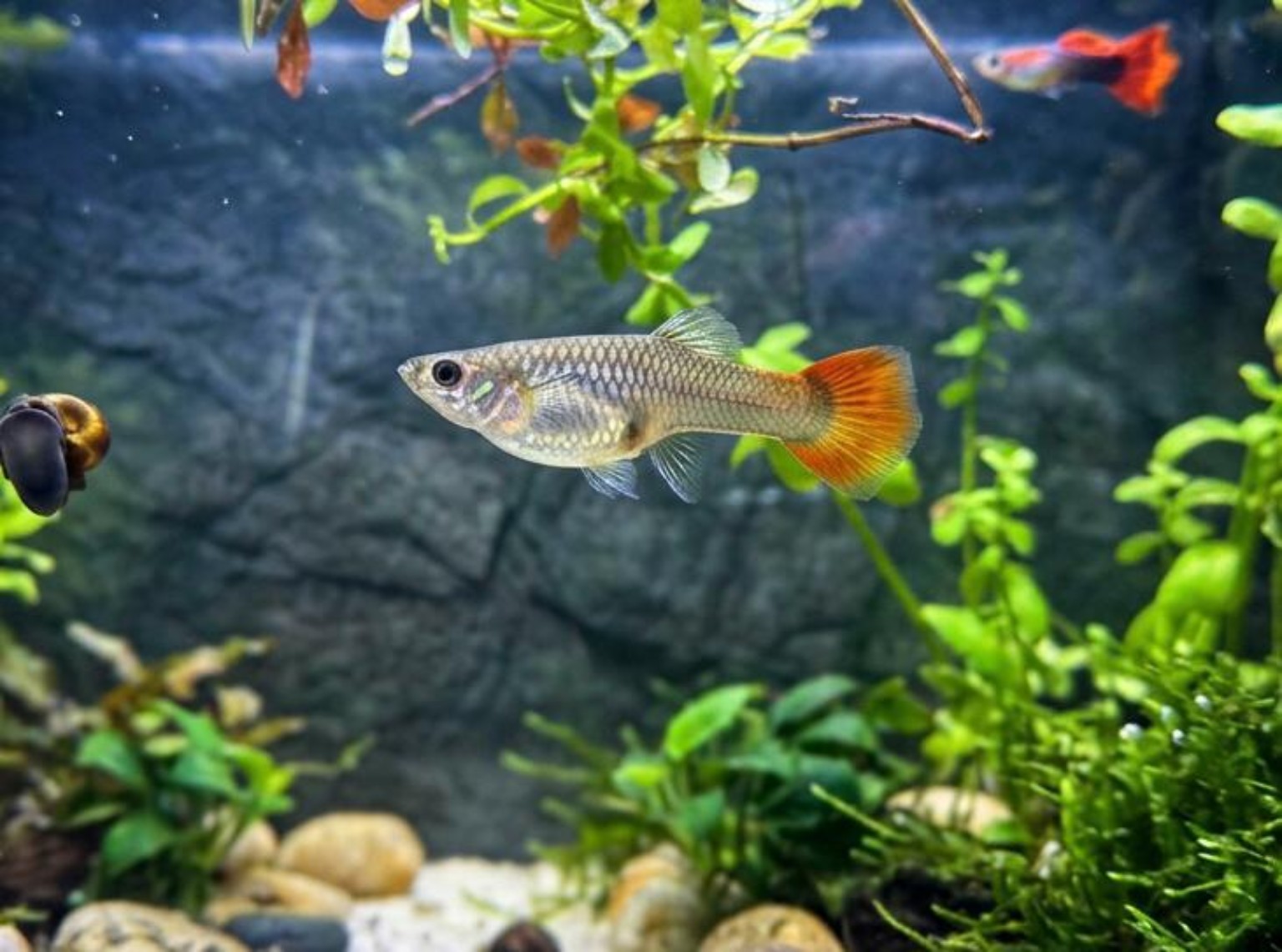 Guppy 2 swimming in the family aquarium