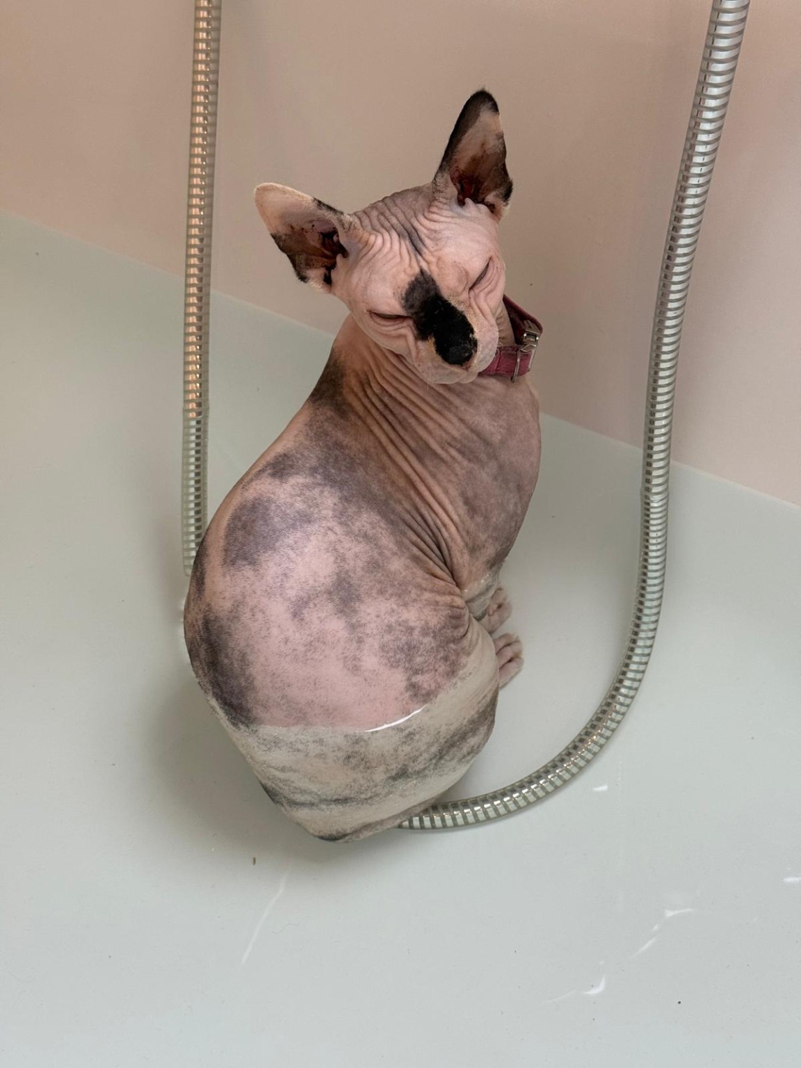 Rapunzel the Sphynx cat enjoying a bath