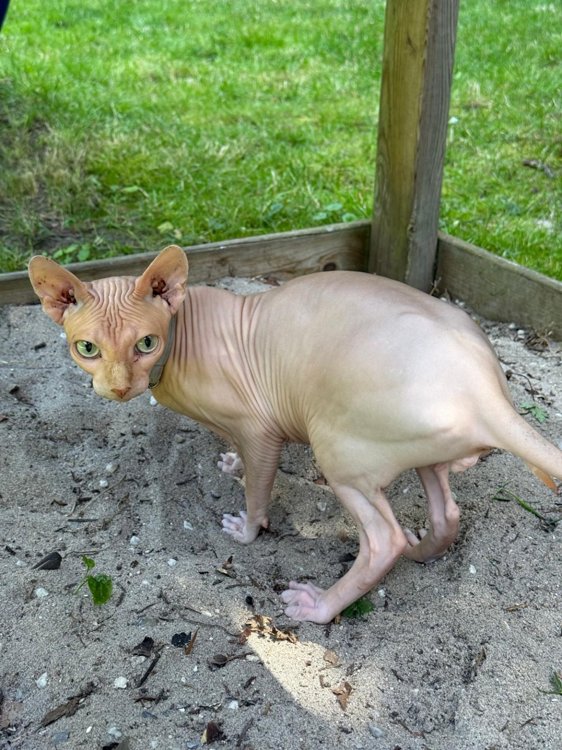 Rex the Sphynx cat outdoors
